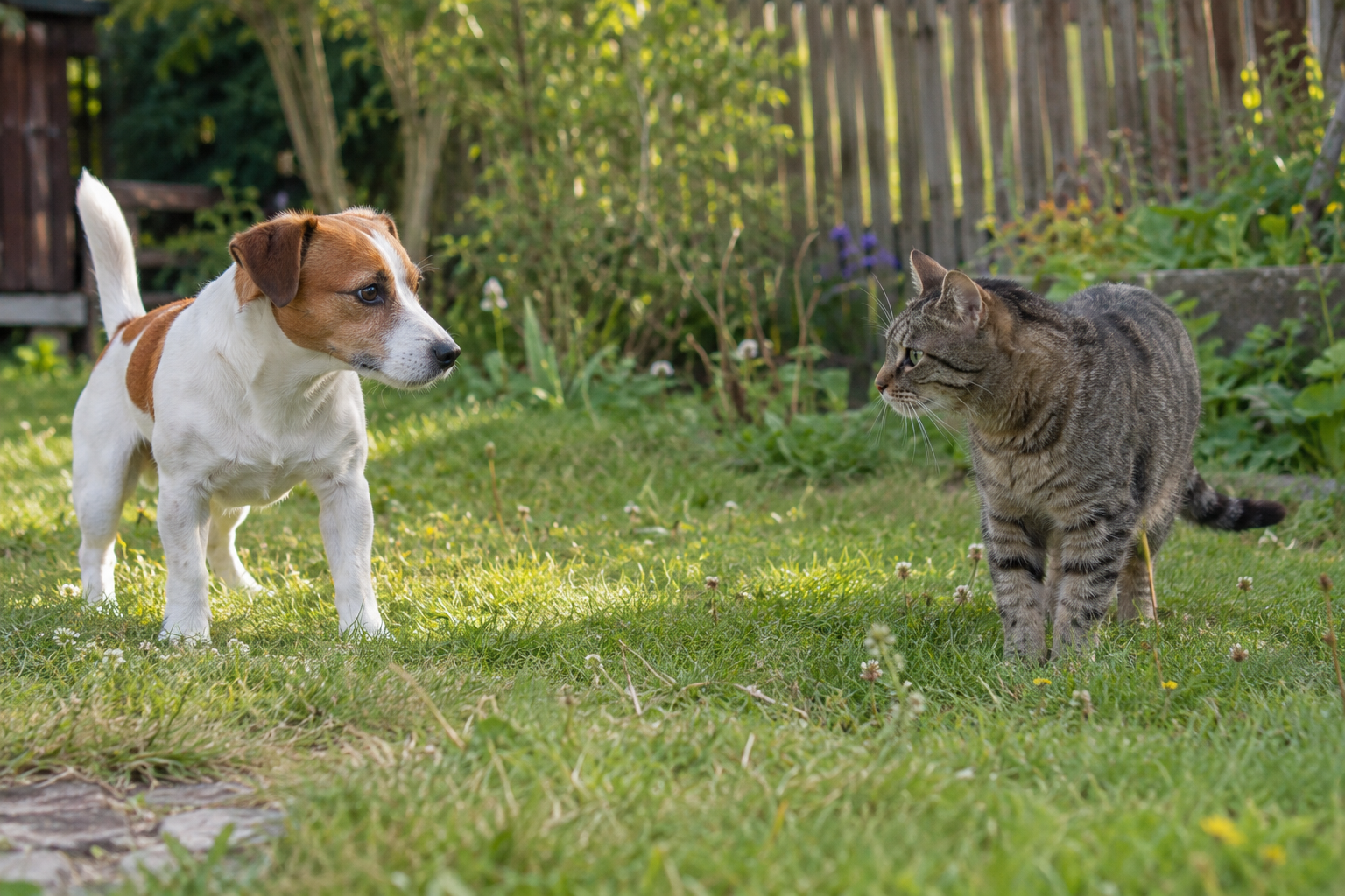 Jack Russell teriér a mourovatá kočka společně doma